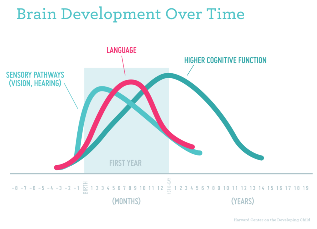 Brain-development-over-time-1.png